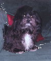 Bellamy