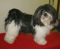 Okey-Dokey Octopussy Havanese Stars