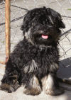 Bichon havanais mâle Victorin