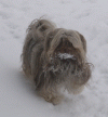 Xébie Havanese Stars dite "Chipie"