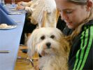 Swiss Havanese Fanclub 2006