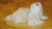 Swiss Havanese Fanclub 2006
