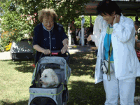 Swiss Havanese Fanclub Treffen August 2008