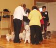Swiss Havanese Fanclub 2006