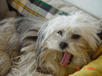 Free Spirit of Havanese