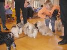 Swiss Havanese Fanclub 2006