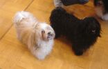 Swiss Havanese Fanclub 2006