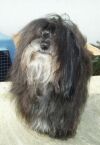 Quincy Jones Havanese Stars