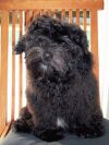 Magic Midnight Mirage bichon havanais mâle