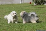 Swiss Havanese Fanclub fte 2007