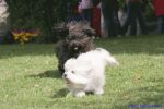 Swiss Havanese Fanclub Treffen 2007