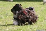 Swiss Havanese Fanclub fte 2007