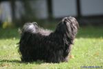Swiss Havanese Fanclub fte 2007