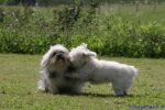 Swiss Havanese Fanclub Treffen 2007