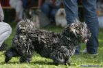 Swiss Havanese Fanclub Treffen 2007