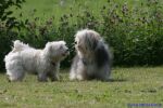 Swiss Havanese Fanclub Treffen 2007