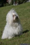 Swiss Havanese Fanclub fte 2007