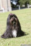 Swiss Havanese Fanclub fte 2007