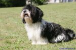 Swiss Havanese Fanclub fte 2007