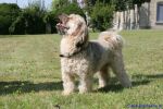 Swiss Havanese Fanclub fte 2007