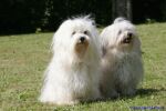 Swiss Havanese Fanclub Treffen 2007