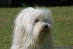 Swiss Havanese Fanclub fte 2007