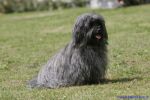 Swiss Havanese Fanclub Treffen 2007
