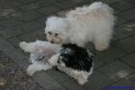 Swiss Havanese Fanclub fte 2007