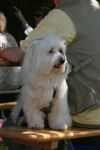 Swiss Havanese Fanclub Treffen 2007
