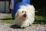 Swiss Havanese Fanclub Treffen 2007