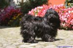 Swiss Havanese Fanclub Treffen 2007