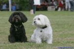 Swiss Havanese Fanclub Treffen 2007