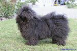 Swiss Havanese Fanclub fte 2007