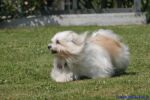 Swiss Havanese Fanclub Treffen 2007