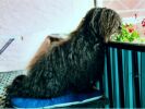 Elmo the sixth sense of Havanese Stars