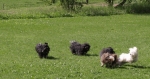 Havaneser 2009