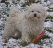 Jezabel Havanese Stars dite Dolly