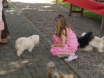 Havanese 2009
