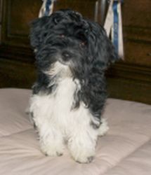Walzing Wendy over Havanese Stars à C. Lenner Havanais