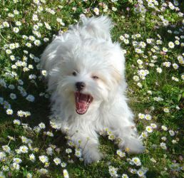 Waltzing Wendy over Havanese Stars à Marie-Lou Revaz Havanais