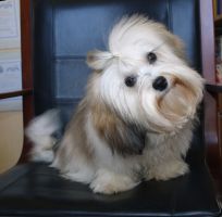 Fleur Free Spirit of Havanese à M. Seeberger Havanais femelle