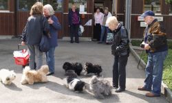 arrive des participants bichons Havanais 2010