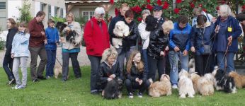 Havaneser Treffen 2010