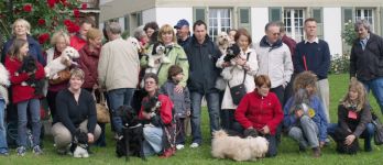 Havaneser Treffen 2010