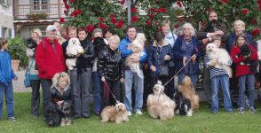 Havaneser Treffen 2010