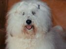 Bourbon Havanese Stars in the Valais
