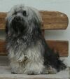 Xander Havanese Stars
