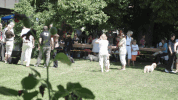 rencontre annuelle des bichons Havanais 2008